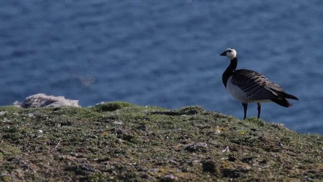 Белощёкая казарка смотреть онлайн