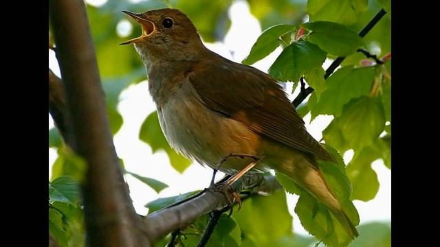 Пение соловья в природе. ( качественного звука) . Nightingale singing in nature