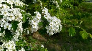 Ищейка 5 сезон 5 серия