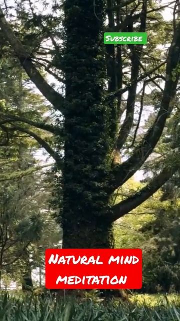 natural mind meditation |Mind meditation |relaxing music смотреть онлайн