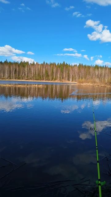 Ондатра.