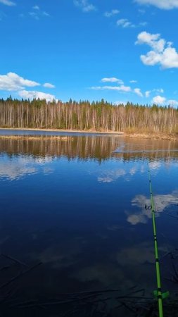 Ондатра.
