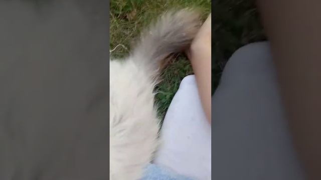 Как мой котик выставляет пузико😂 смотреть онлайн