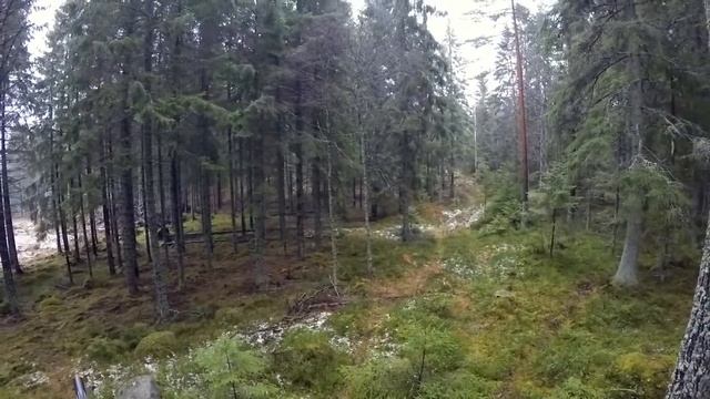 Охота на дикого кабана. Красивый момент / wild boar hunting 2017