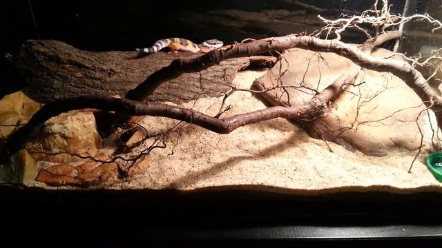 Эублефар (eublepharis). Leopard gecko. (15.09.2016) смотреть онлайн