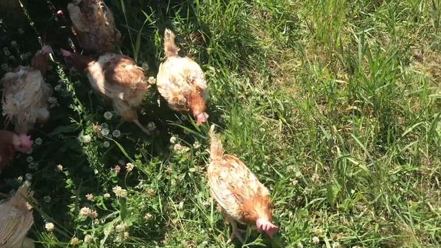 Наконец- то привезли кур. Посадила мочалку. Новый маникюр. Деревенские будни. смотреть онлайн