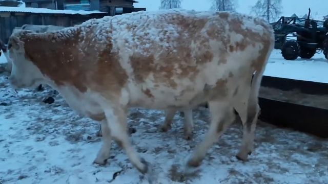 продается самый лучший быка смотреть онлайн