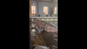 Что в тарелках бегемотов?