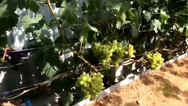 Какие сорта винограда не прошли испытания на нашем участке! Беларусь. Острошицкий городок.