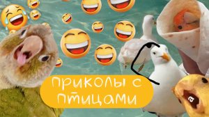 Смешные видео с попугаями / часть #4