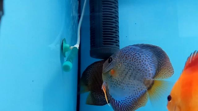 Когда прозевал нерест. смотреть онлайн