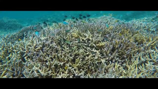 Корал Майн Coral Mine новый ролик 2019 смотреть онлайн