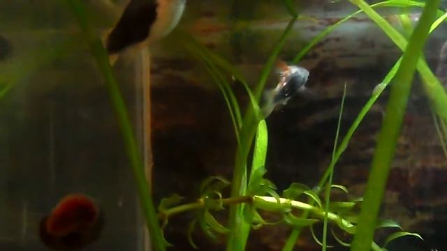 взрослые рыбки №1 не забудте подписаться смотреть онлайн