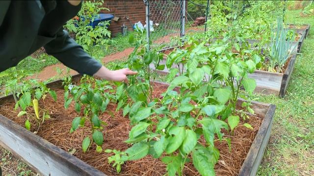 How is the garden handling the heat? | Raised Beds, Containers, and In-Ground Tour смотреть онлайн