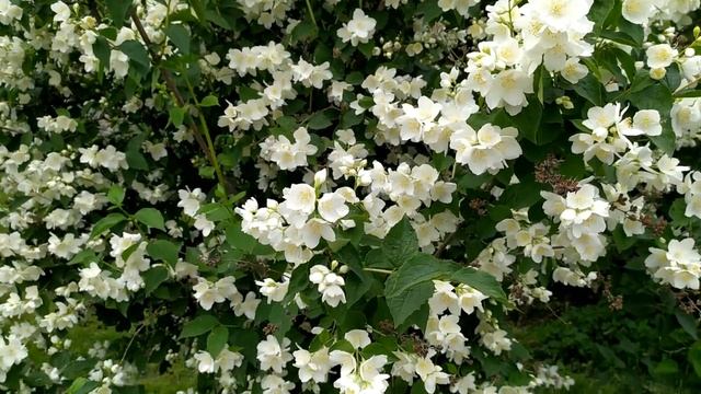 Ищейка 5 сезон 3-4 серия смотреть онлайн