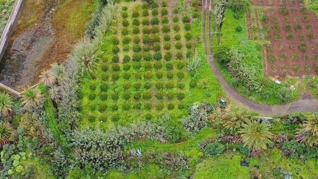 Гран Канария. Кофейная плантация Finca Los Castaños за 45 секунд / Gran Canaria. Coffee Plantation