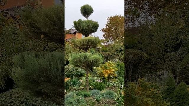 МАЛОУХОДНЫЙ сад🌲  ВЫ ВООБЩЕ СЕРЬЕЗНО?