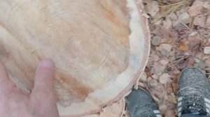 Трехгодичный стоячий шпальт .Пила для соседа и друзей...