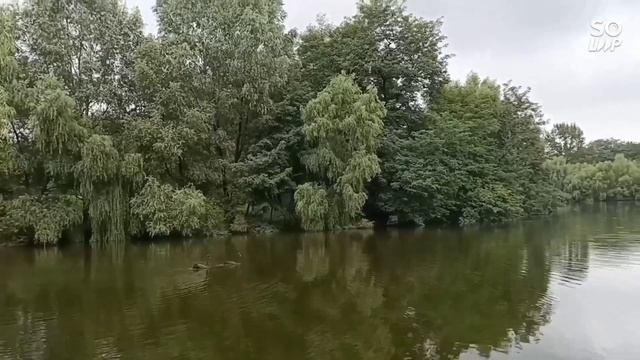 "Любовь уставших лебедей( Димаш)" смотреть онлайн