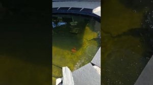 Filtration sunsun cpf 30000 pour bassin