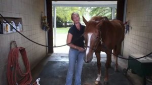 Ухаживаем за лошадью Лошади