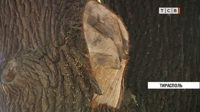 В Тирасполе спасают 200-летний дуб, посаженный солдатами Суворова смотреть онлайн