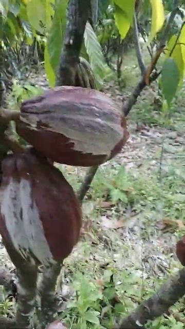 cocoa tree #shorts смотреть онлайн