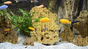 Цихлидник Малави pt.1