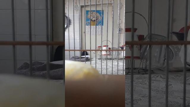 Пение канарейки