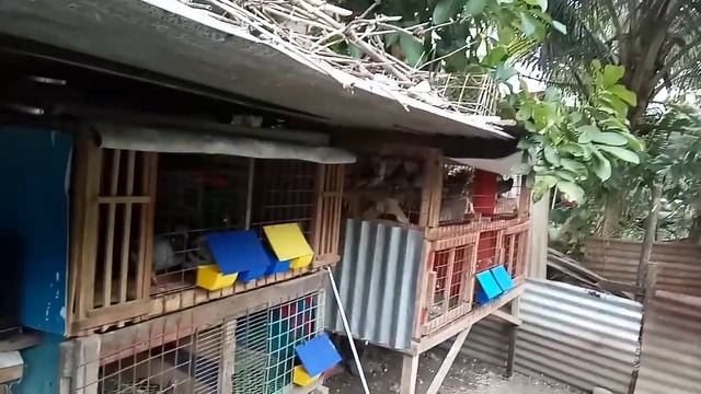 SA HALAGANG P550 PESOS MAY 4 NA BREEDER CAGE NA TAYO NG KALAPATI! PAGOD PUHUNAN смотреть онлайн