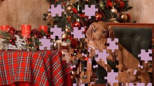 Пазлы Таксы Расслабляющие видео