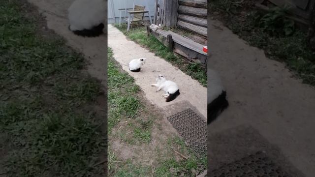 Кот Сёма на даче