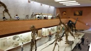 88. Музей динозавров. Чем заняться в выходной?