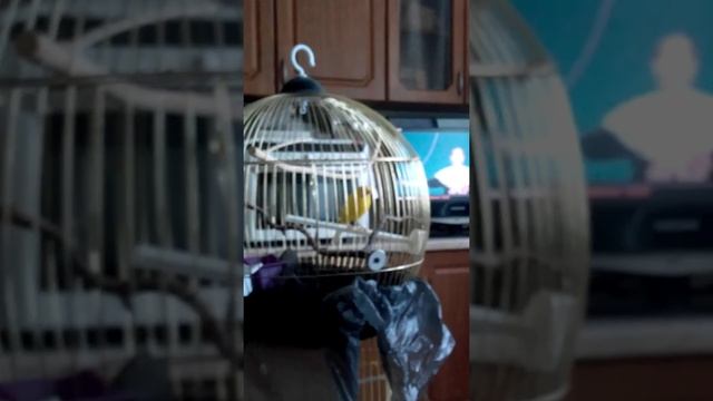 Пение кенара смотреть онлайн