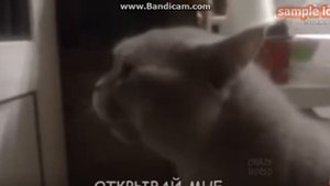 Говорящие коты\Коты умеют говорить.