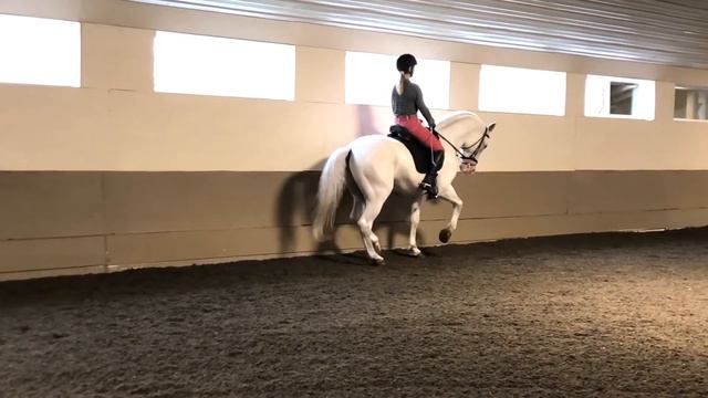 Grey Dawn Farm Piaffe with Vanessa & Rubina смотреть онлайн