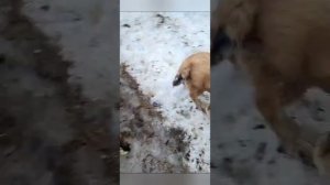 кавказские волкодавы щенки от вязки гороч и гюрза 4 месяцев