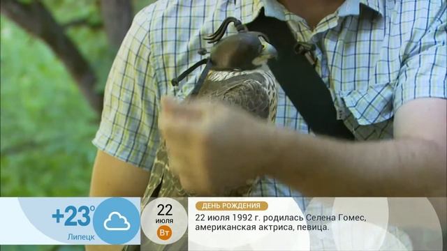 Соколиная охота