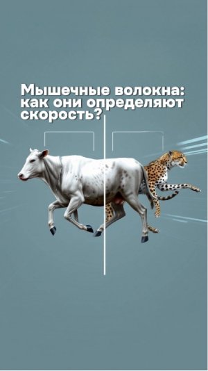 Мышечные волокна: как они определяют скорость? Школа Ходьбы на Протезах