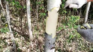 Заготовка коры молодой лесной осины