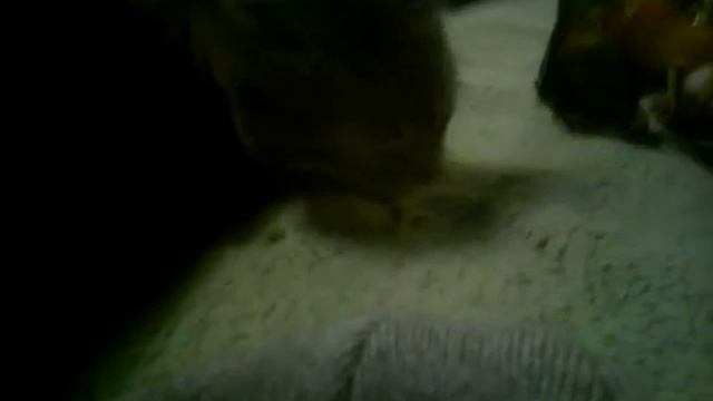 Супер котик который ест ( Криешки курица с кетчупом)!? смотреть онлайн