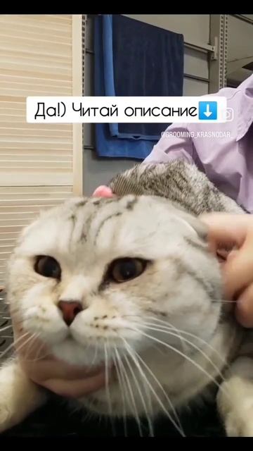 Как приучить кота к вычесыванию #животные #груминг