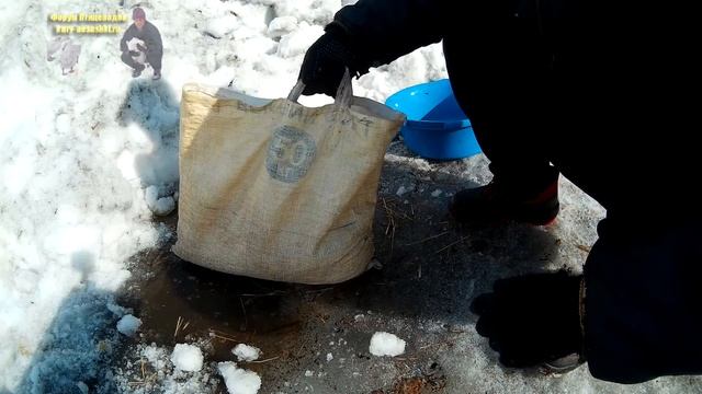 Как прорастить зерно для кур несушек| Жизнь в селе