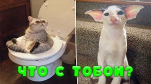 😺 Больше никаких фейерверков! 🐈 Видео смешных котов, котят и собак для хорошего настроения! 😻