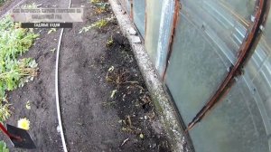 Как сохранить клубни георгинов до весны новинка