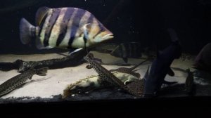 Datnioides, potamotrygon, polypterus, lepisosteus