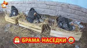 Куры Брама  высиживают цыплят 🐣🐤🐥