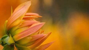 Потрясающая, Невероятно Шикарная музыка!Потрясающей музыки для души Сергея Грищука... релакс