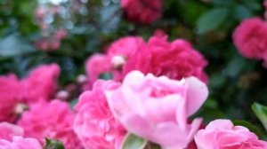 Кровавые цветы 320 серия русская озвучка | Джевахир хочет погубить Мирана