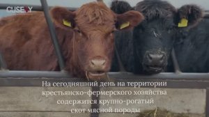 Крупно-рогатый скот на территории нашего хозяйства